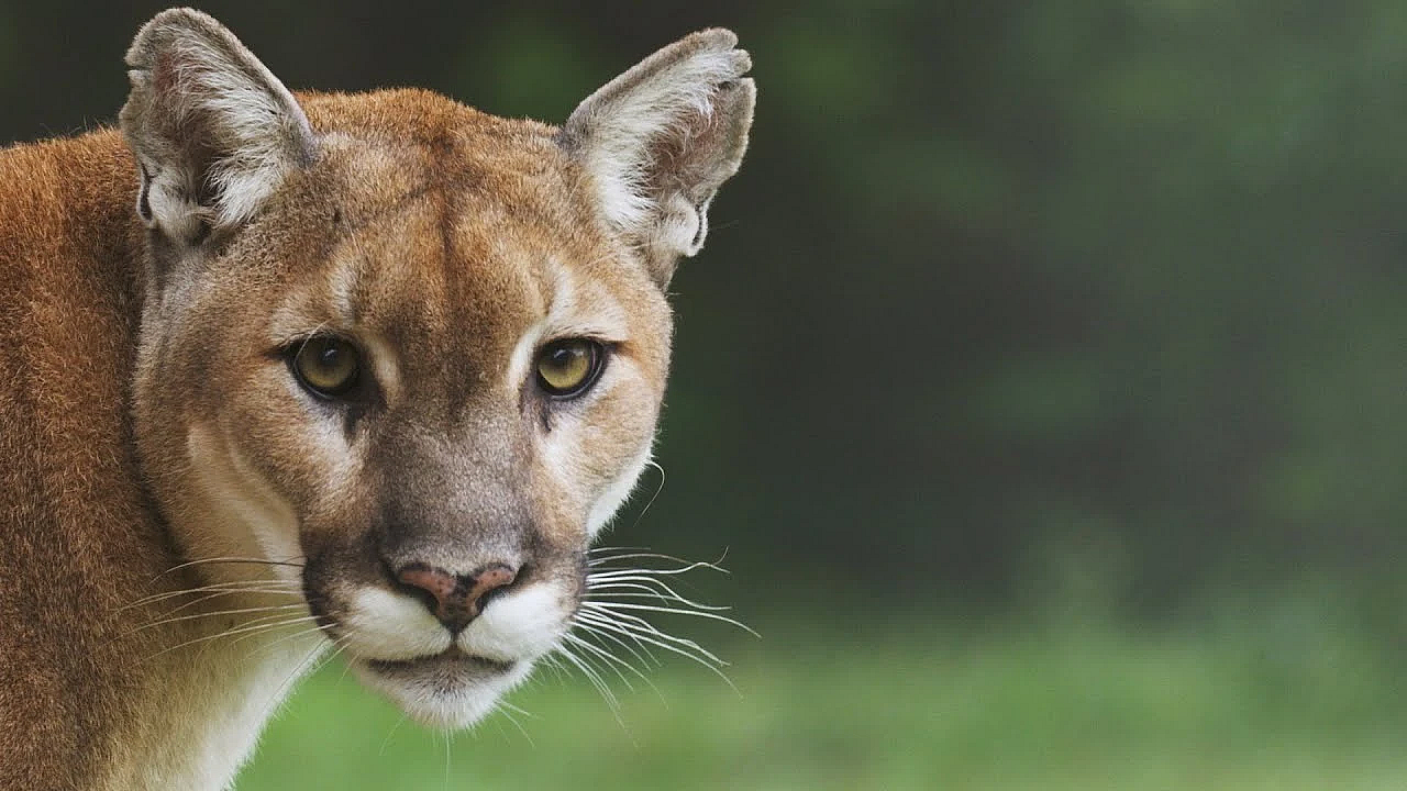 Pbs Show - Mountain Lions, Green Turtles, Ladies That Hunt, #2819