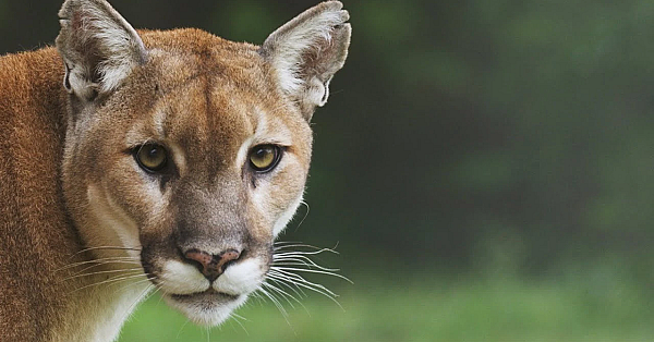 Pbs Show - Mountain Lions, Green Turtles, Ladies That Hunt, #2819