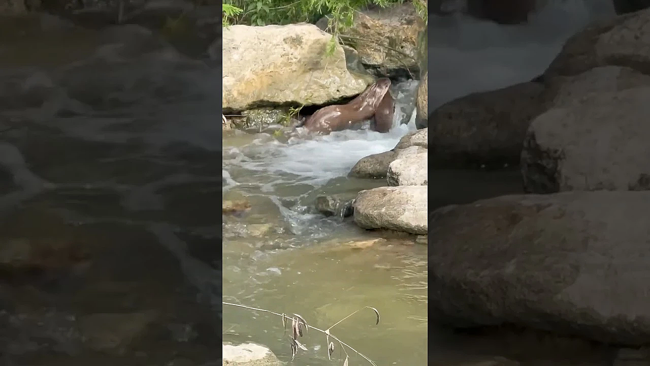 River Otter Collects Her Pups #otter