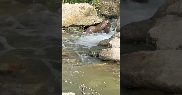 River Otter Collects Her Pups #otter