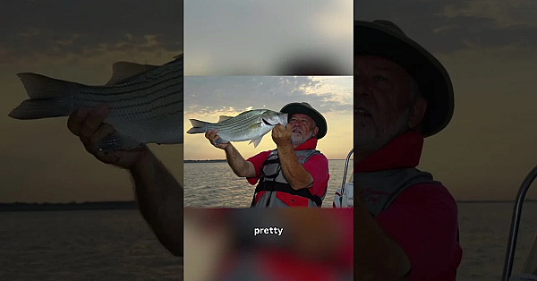 Hard Fightin' Hybrids #stripedbassfishing