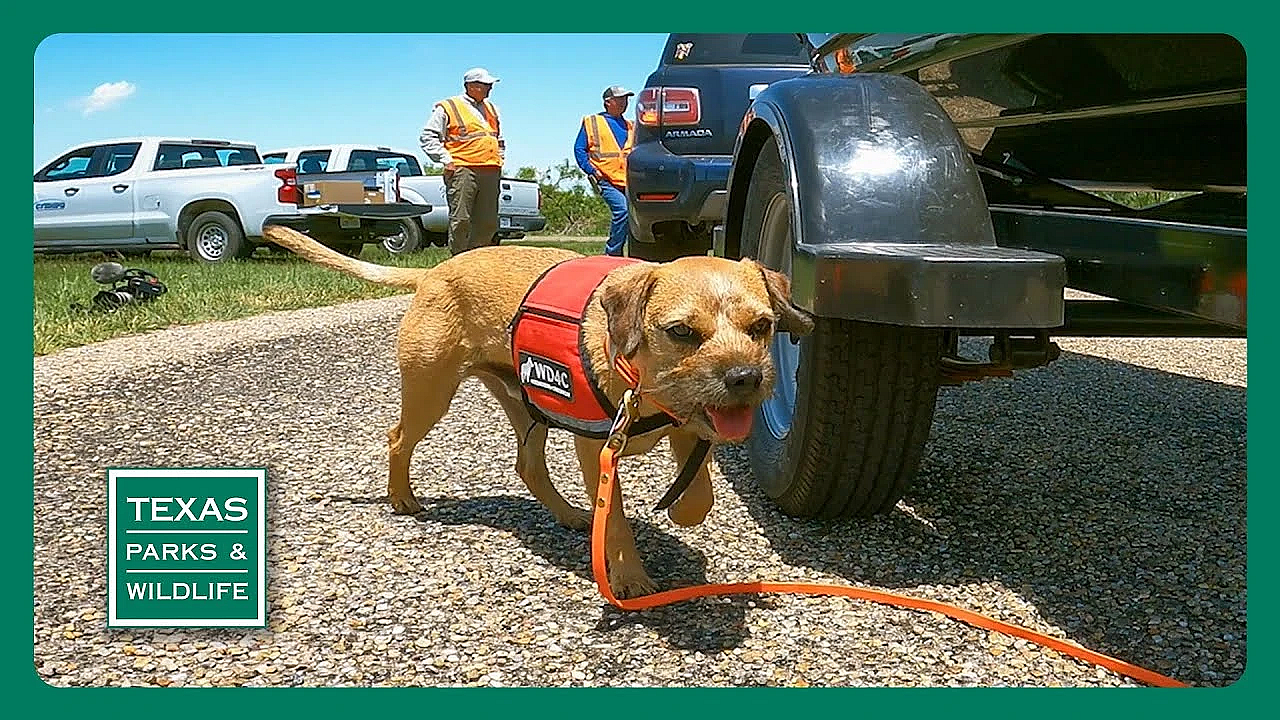 Pbs Trailer - Conservation Dog Squad, Playa Protector, Jetty Fishing