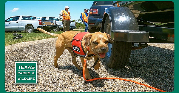 Pbs Trailer - Conservation Dog Squad, Playa Protector, Jetty Fishing