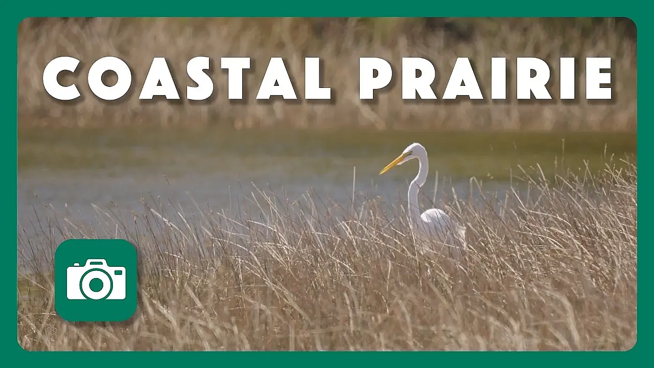 Coastal Prairie  | Postcard From Texas