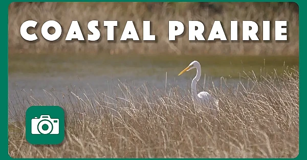 Coastal Prairie  | Postcard From Texas