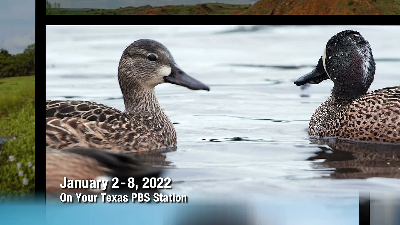 Pbs Preview - Oystering Life, Duck Ranch, River Keeper