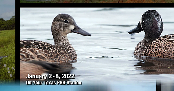 Pbs Preview - Oystering Life, Duck Ranch, River Keeper