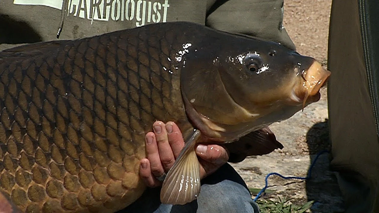 Pbs Preview - Grassland Restoration, Team For Conservation, Catching Carp