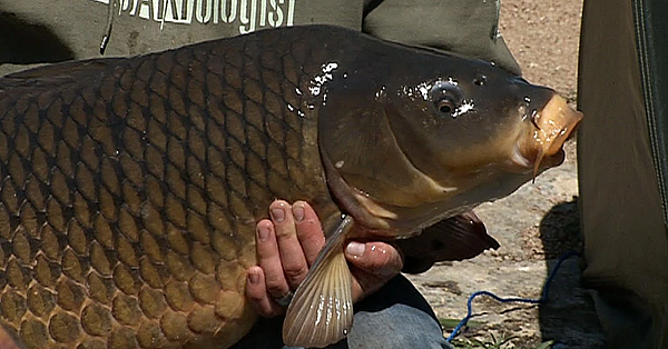 Pbs Preview - Grassland Restoration, Team For Conservation, Catching Carp