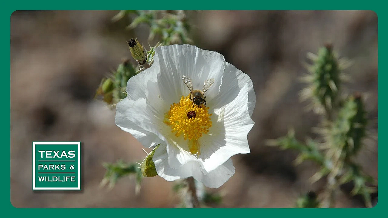 Pbs Preview- Bee Folks, Coastal Prairie Protectors &amp; Fort Boggy