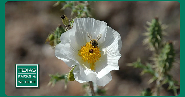 Pbs Preview- Bee Folks, Coastal Prairie Protectors &amp; Fort Boggy