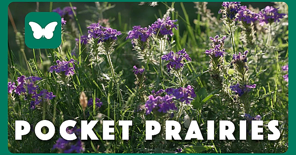Planting Pocket Prairies
