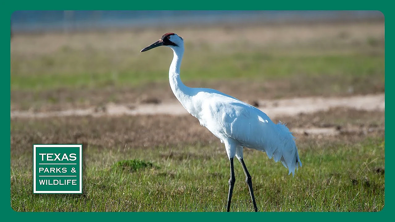 Pbs Trailer - Watching Whoopers, Fort Boggy, Time Capsule