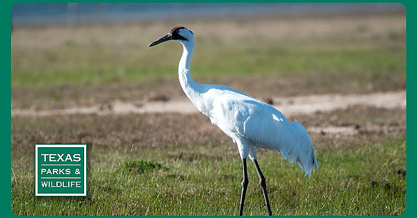Pbs Trailer - Watching Whoopers, Fort Boggy, Time Capsule