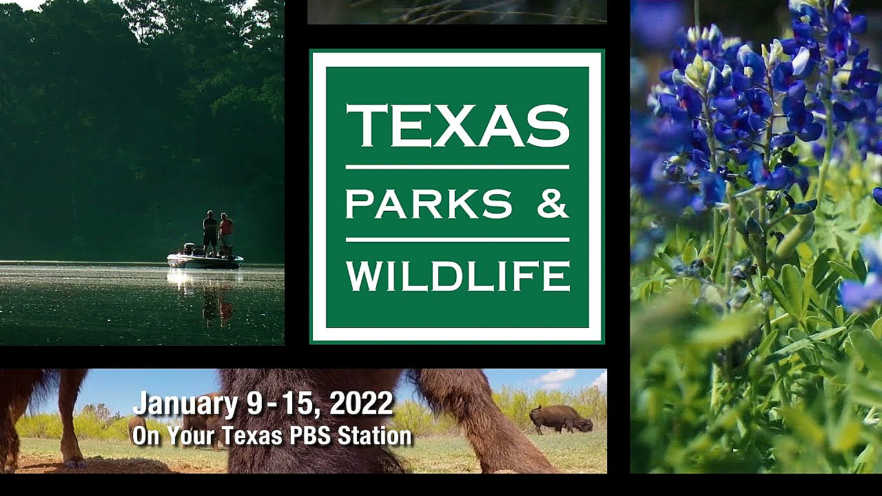 Pbs Preview - The County Warden, 7 Oaks Ranch, Austin's Warblers - #3014