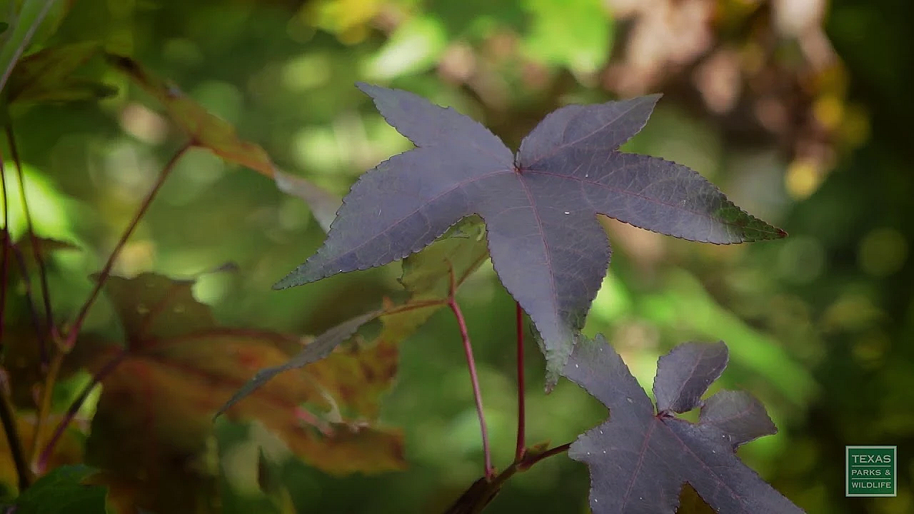 The Trees Of Fort Boggy - Postcard From Texas