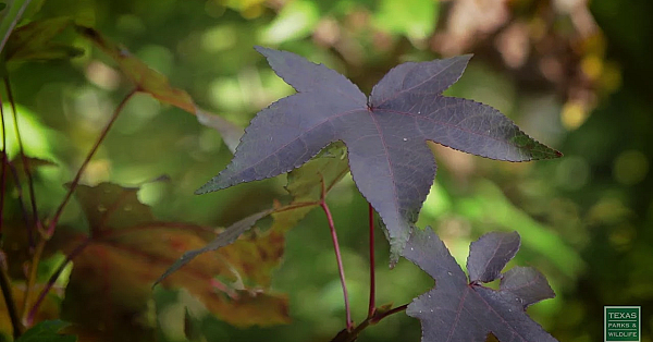 The Trees Of Fort Boggy - Postcard From Texas