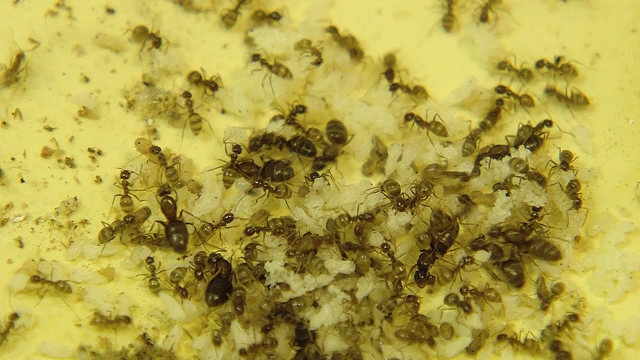 Crazy Ants Invade - Texas Parks &amp; Wildlife [official]