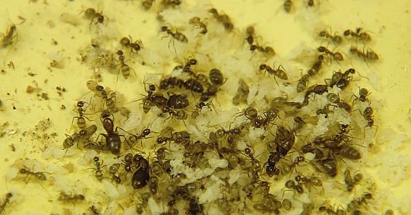 Crazy Ants Invade - Texas Parks &amp; Wildlife [official]