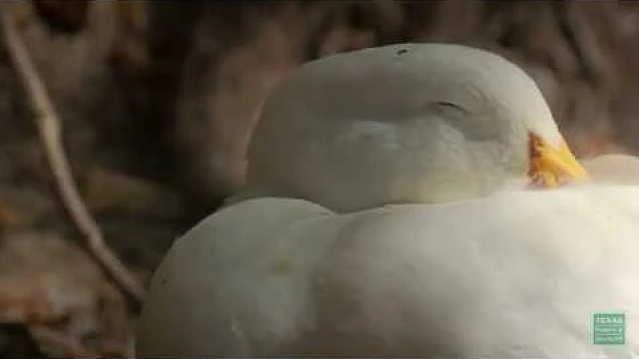 Bastrop Bridge Ducks Siesta - Postcard From Texas