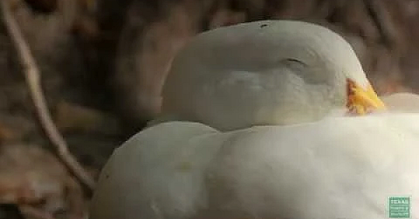 Bastrop Bridge Ducks Siesta - Postcard From Texas