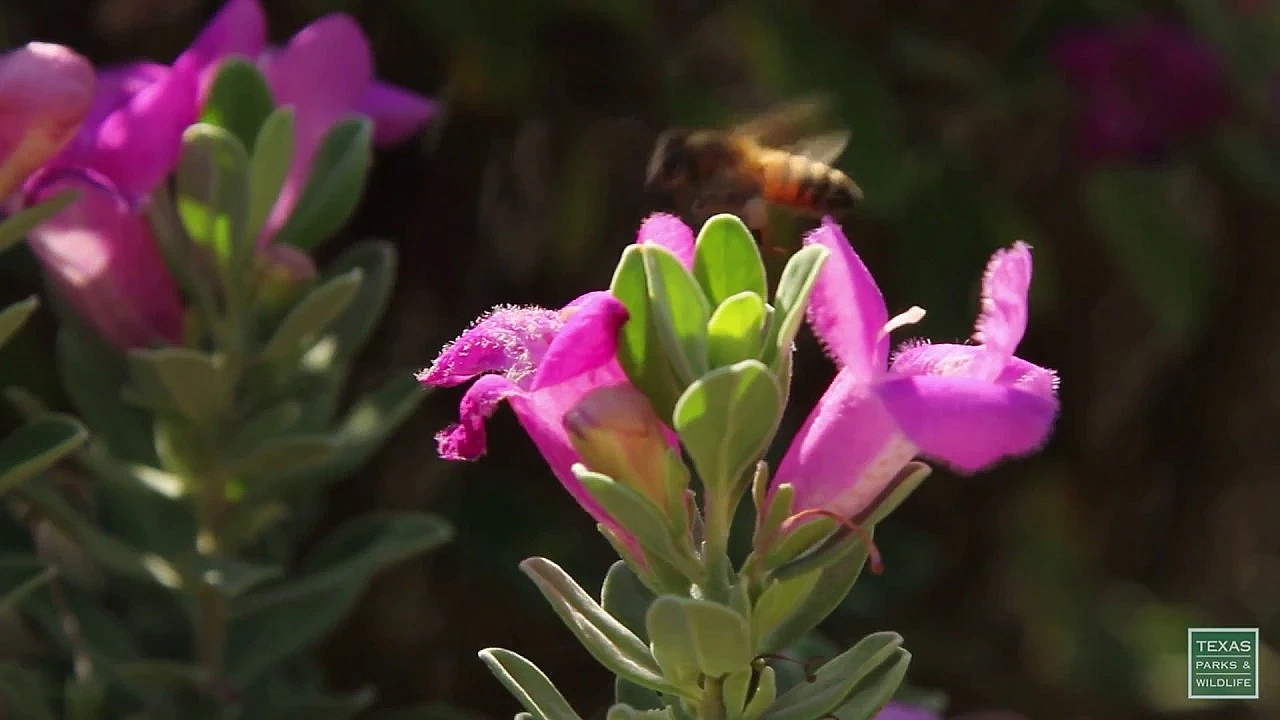 Postcard From Texas: Bees In Bushes