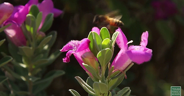Postcard From Texas: Bees In Bushes