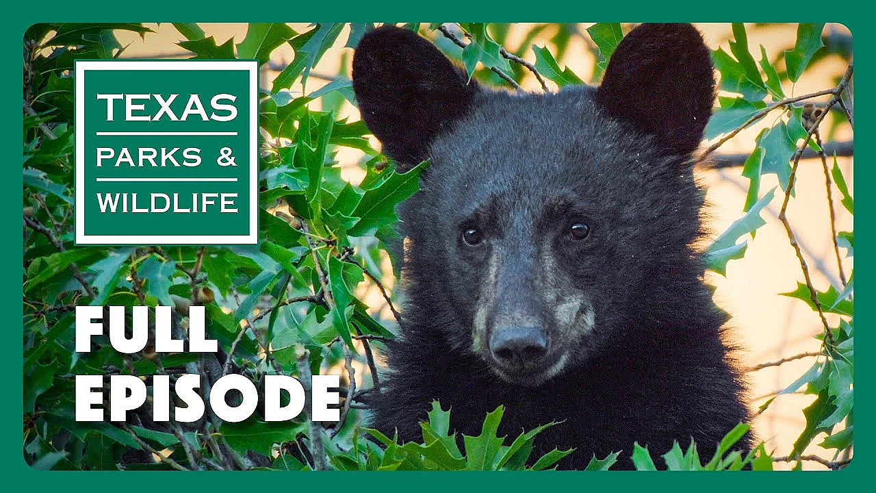 Pbs Show - Birding Enthusiast, Sharing The Harvest &amp; Mission Tejas