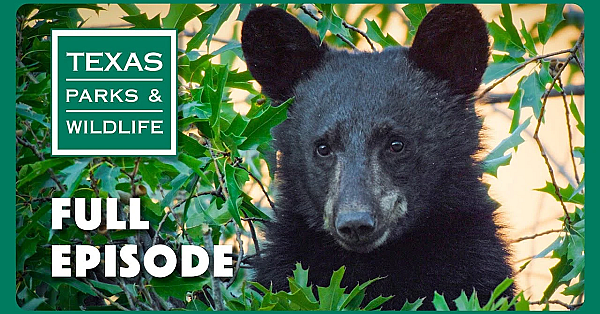 Pbs Show - Birding Enthusiast, Sharing The Harvest &amp; Mission Tejas