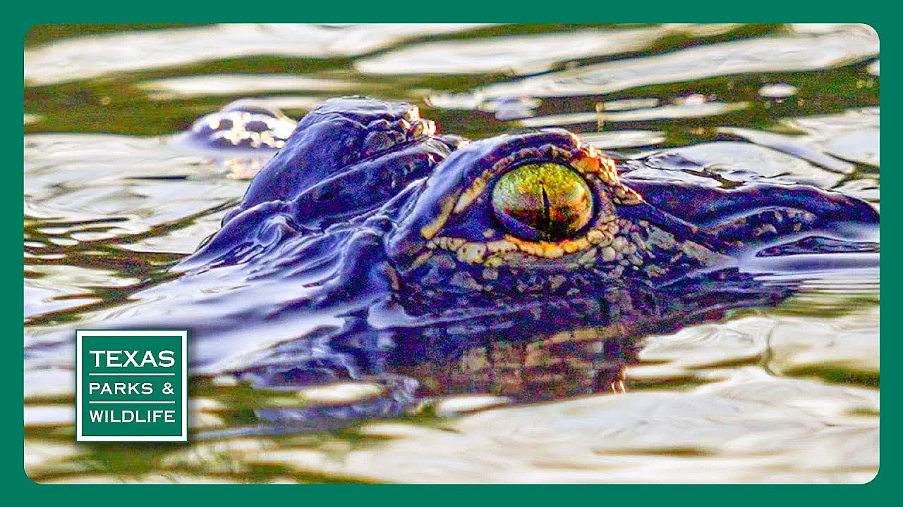 Pbs Trailer - Episode 22, Season 40