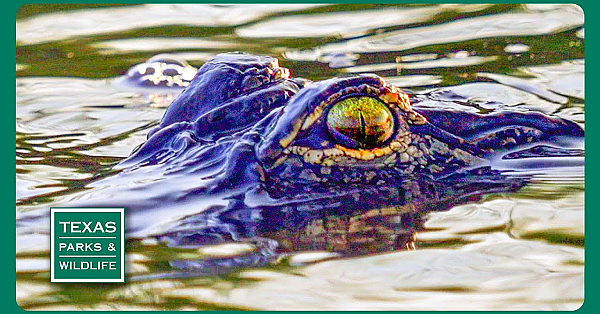 Pbs Trailer - Episode 22, Season 40