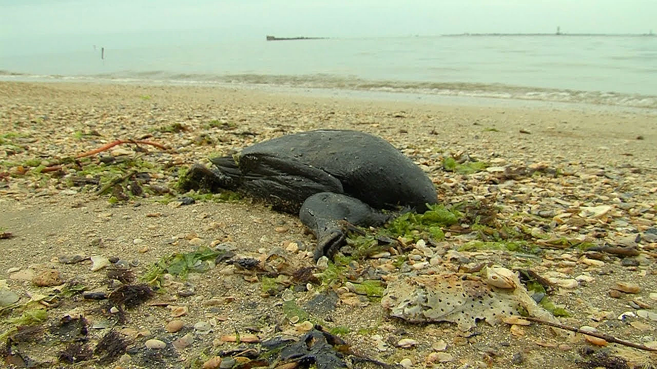 Pbs Show Wildlife Watchdogs, Lake Forkers, Good Guzzlers, #2715