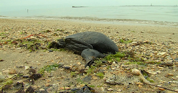 Pbs Show Wildlife Watchdogs, Lake Forkers, Good Guzzlers, #2715