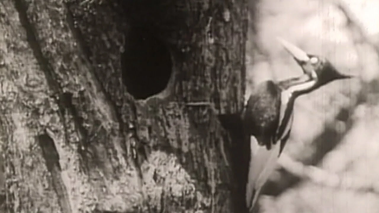 Extinct Ivory Billed Woodpecker, Chasing A Ghost - Texas Parks &amp; Wildlife [official]