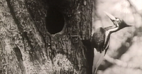 Extinct Ivory Billed Woodpecker, Chasing A Ghost - Texas Parks &amp; Wildlife [official]