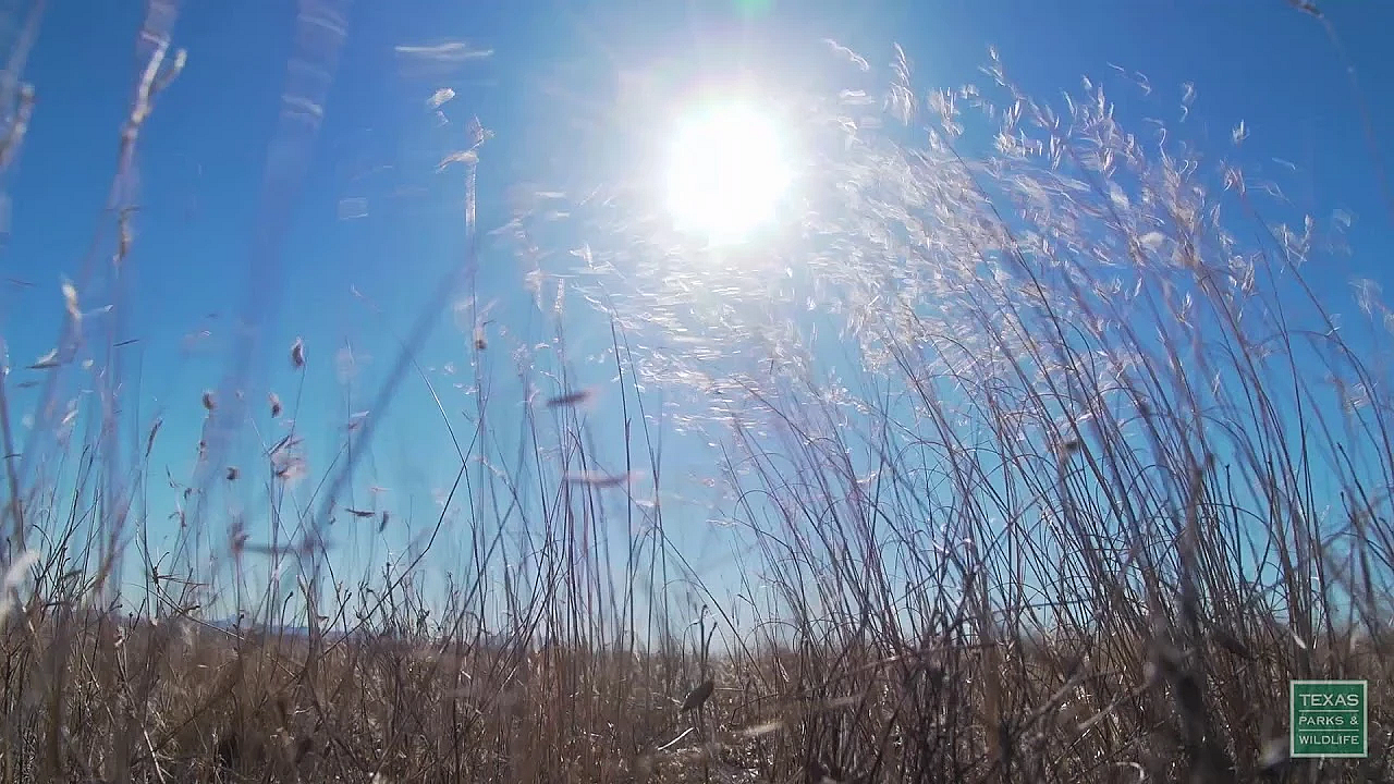 Marfa Morning Grasses - Postcard From Texas