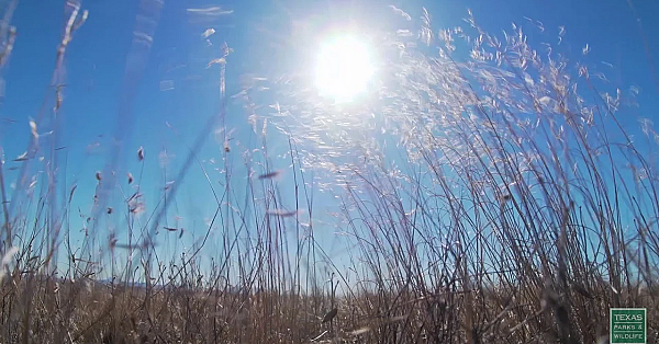 Marfa Morning Grasses - Postcard From Texas