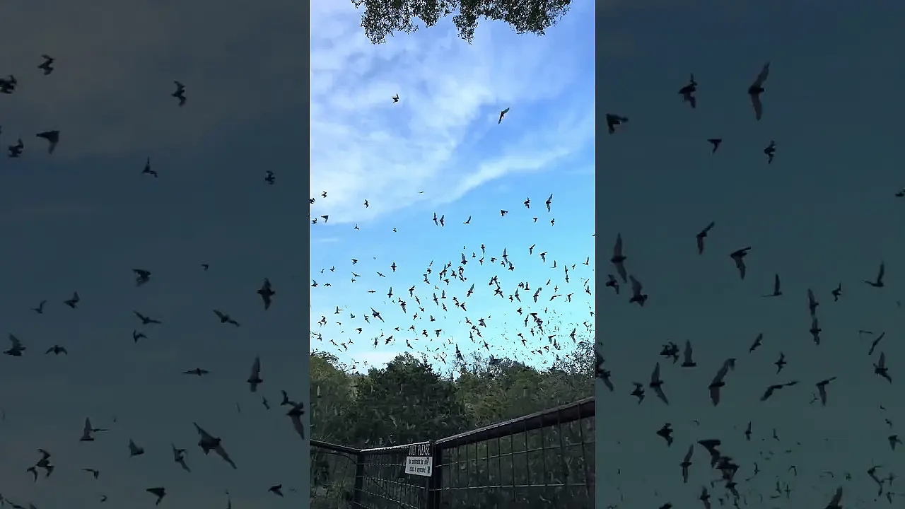 It’s Freakin’ Bats!! 🦇 #texas #bats