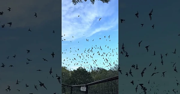 It’s Freakin’ Bats!! 🦇 #texas #bats