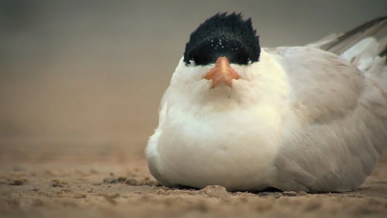 Pbs Show - Birds And Birders - #2904