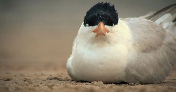 Pbs Show - Birds And Birders - #2904