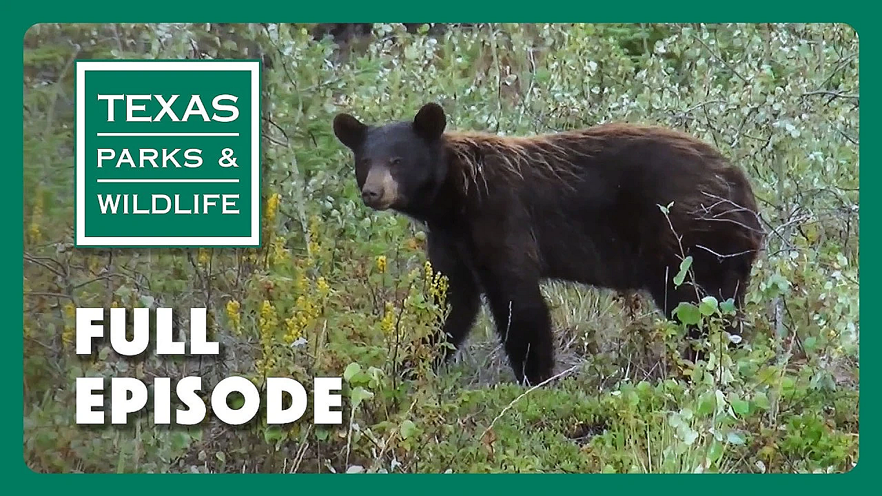 Pbs Show - Texas Bigfoot, Seminole Canyon &amp; Black Bears