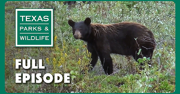 Pbs Show - Texas Bigfoot, Seminole Canyon &amp; Black Bears