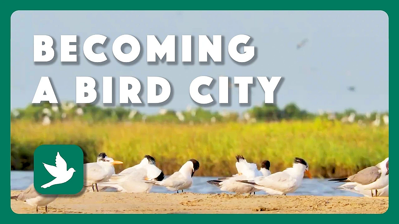 Becoming a Bird City