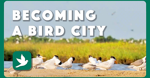 Becoming a Bird City