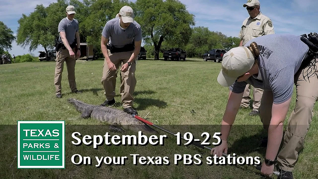 Pbs Preview - Becoming A Warden, Bee Searcher, Franklins Flying - #2924
