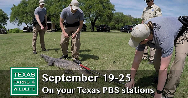 Pbs Preview - Becoming A Warden, Bee Searcher, Franklins Flying - #2924