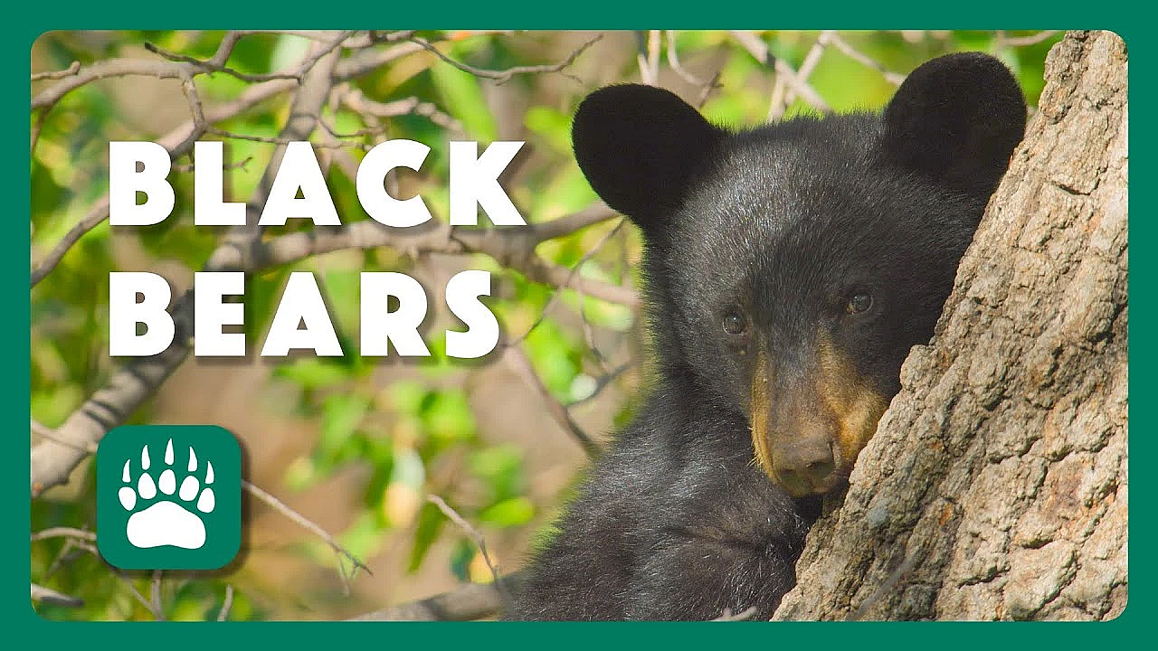 Return Of The Black Bear