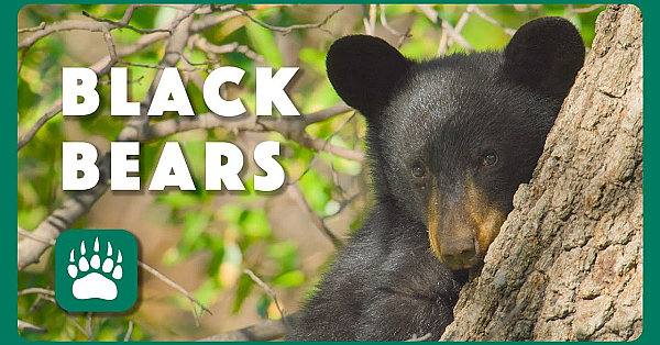 Return Of The Black Bear