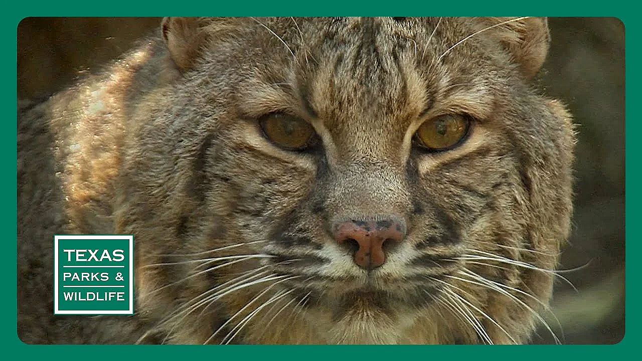 Pbs Preview- Crab Trap Cleanup, Birdy Bastrop, Bobcats In The City